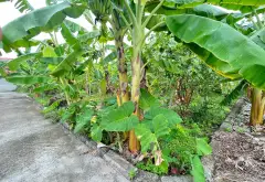 Đất mặt tiền rộng, vị trí trung tâm hành chính, ô tô vào nhà thuận tiện... Bán đất tại Lê Ích Mộc, Hải Phòng 01