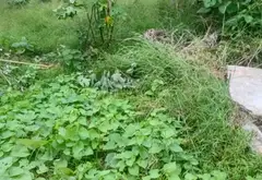 Đất vuông vắn khu Dương Sơn, tiện ích ngay gần... Bán đất tại Tam Sơn, Bắc Ninh 03