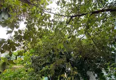 NGUYỄN VĂN YẾN- TÂN PHÚ- KHU NHÀ PHỐ LIỀN KỀ- FULL NỘI THẤT CAO CẤP- 4 X 16M- 4 TẦNG SÂN THƯỢNG-... Bán biệt thự, liền kề tại Tân Phú, Hồ Chí Minh 13