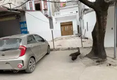Bán nhà riêng tại Cổ Nhuế, ngõ rộng ô tô tránh, phù hợp kinh doanh... Bán nhà riêng tại Đông Ngạc, Hà Nội 05
