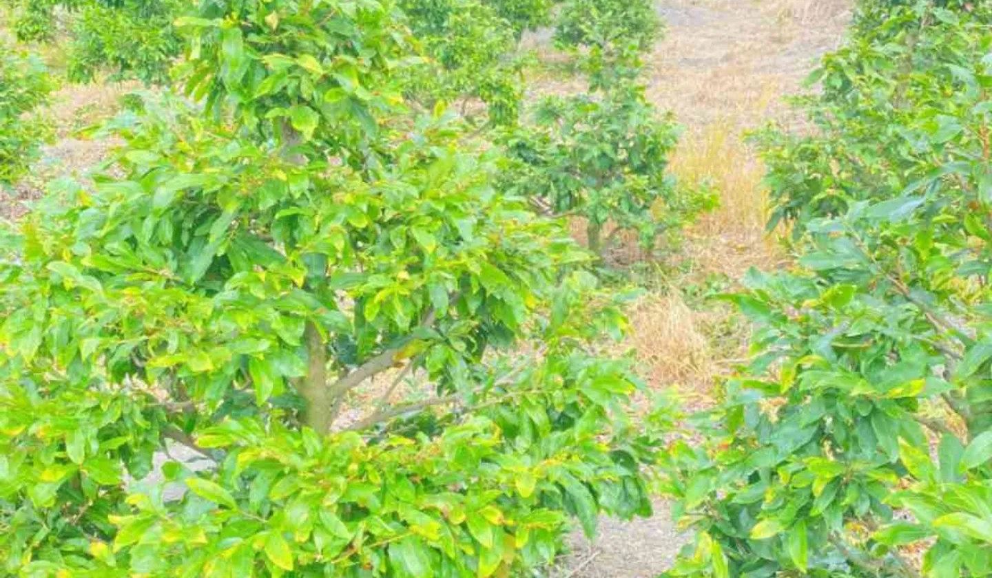 Bán đất mặt tiền kênh tại Bình Chánh, diện tích 1220m2... Bán đất tại Bình Lợi, Hồ Chí Minh 01