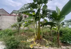 Bán đất lô góc tại Thôn với vị trí thuận tiện và sổ đỏ chính chủ... Bán đất tại Hiệp Hòa, Bắc Ninh 04