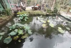 Nhà vườn siêu rộng tại Long Thới, Nhà Bè không gian yên tĩnh có sân vườn hồ cá coi... Bán nhà riêng tại Hiệp Phước, Hồ Chí Minh 09