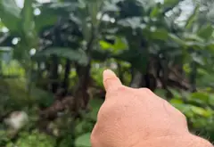 Bán nhà riêng diện tích 66m2 tại xã Hoa Động, Long Biên, vị trí góc 2 mặt ngõ ô tô... Bán nhà riêng tại Long Biên, Hà Nội 06