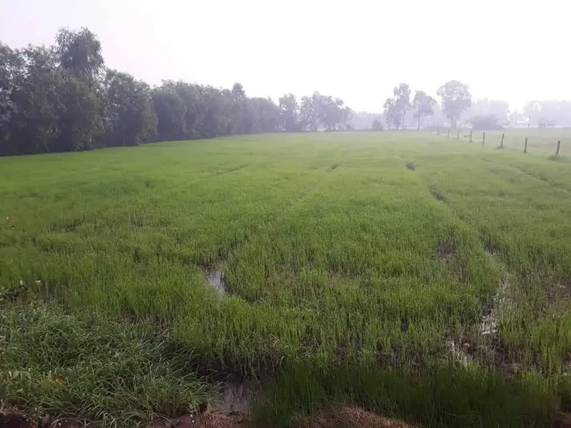 Bán đất mặt tiền 40m, diện tích lớn tại Hòa Khánh, Đức Hòa... Bán owner_side tại Bình Lợi, Hồ Chí Minh 01