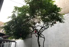 Nhà riêng 2 tầng diện tích 47.5m2 tại phường Tăng Nhơn Phú với giá ưu đãi... Bán nhà riêng tại Tăng Nhơn Phú, Hồ Chí Minh 09