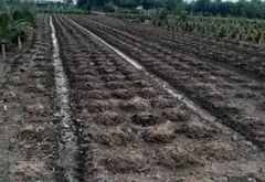 Bán đất 1000m2 mặt tiền 11m tại xã Bình Lợi, Bình Chánh giá 3 tỷ... Bán đất tại Bình Lợi, Hồ Chí Minh 08
