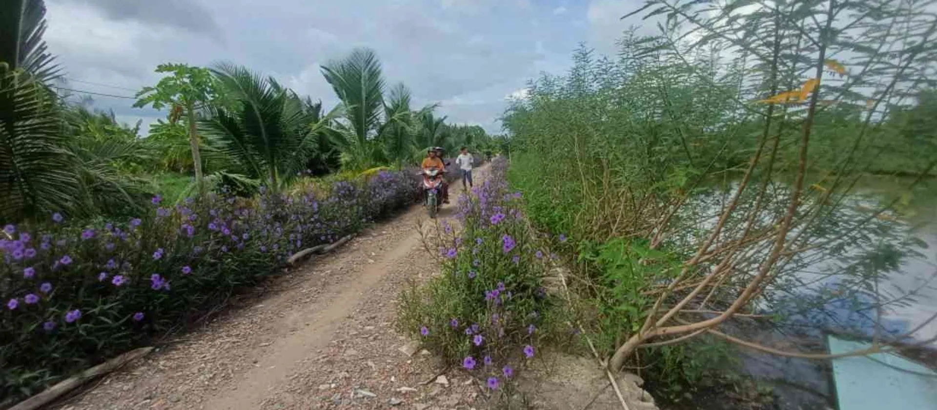 BÁN 2 CÔNG ĐẤT VƯỜN FULL THỔ ,TRƯƠNG VĂN ĐA ĐƯỜNG ĐÁ XANH XE HƠI TỚI ĐẤT... Bán đất tại Bình Lợi, Hồ Chí Minh 01