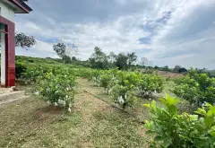 🌺 VƯỜN CÂY SINH THÁI DÒNG TIỀN ĐỀU ĐẶN QUANH NĂM 1 TỶ/NĂM - ĐƯỜNG Ô TÔ 7 TẤN VÀO TẬN NƠI 🌺... Bán đất tại Lục Ngạn, Bắc Ninh 01