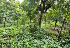Cơ Hội Vàng Sở Hữu Đất Hai Mặt Tiền Tại Phúc Thọ, Hà Nội... Bán đất tại Phúc Thọ, Hà Nội 04