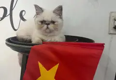 Bán nhà 4 tầng 5PN tại trung tâm Tân Bình, hẻm xe tải rộng... Bán nhà riêng tại Tân Hòa, Hồ Chí Minh 04