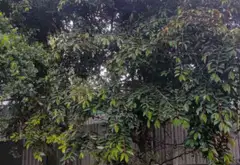 Đất Lớn An Lạc Giá Tốt - Cơ Hội Đầu Tư Hiếm Có... Bán đất tại An Lạc, Hồ Chí Minh 10