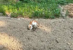 Bán đất mặt tiền rộng, nở hậu tại phường Phù Khê, Bắc Ninh... Bán đất tại Phù Khê, Bắc Ninh 10
