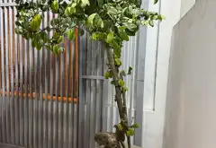Bán gấp nhà hàng xóm Ngoại Giao Đoàn - Tây Hồ Tây: 116m2, 3 tầng kiểu biệt thự, mặt tiền rộng 8m... Bán nhà riêng tại Xuân Đỉnh, Hà Nội 12