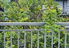 Nhà đẹp, hẻm xe hơi Phường Tân Sơn Nhì, mua vào ở ngay... Bán nhà riêng tại Tân Sơn Nhì, Hồ Chí Minh 14