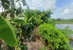 BÁN 2 CÔNG ĐẤT VƯỜN FULL THỔ ,TRƯƠNG VĂN ĐA ĐƯỜNG ĐÁ XANH XE HƠI TỚI ĐẤT... Bán đất tại Bình Lợi, Hồ Chí Minh 06
