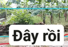 Bán đất mặt tiền 12,5m tại xã Dương Đức Hiền - Gia Lâm, pháp lý cơ sở, giá hợp lý... Bán đất tại Thuận An, Hà Nội 06