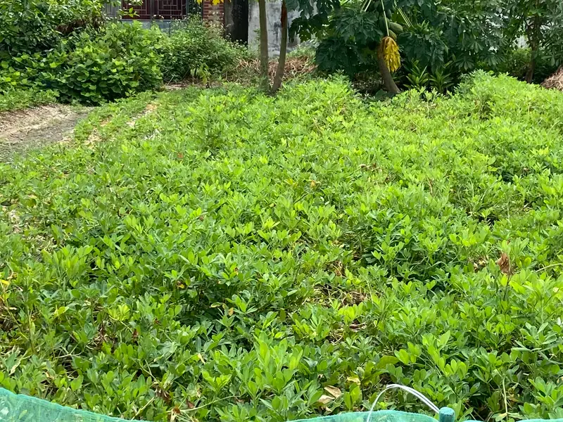 Siêu phẩm lô đất tại Phật Tích, Tiên Du, 89m2,ô tô vào tận đất, 1,x tỷ... Bán đất tại Phật Tích, Bắc Ninh 01