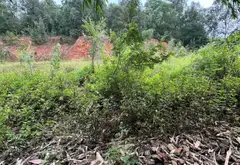 Cơ hội sở hữu đất phân lô mặt tiền rộng – xe ô tô đỗ cửa tại Phù Lãng Bắc Ninh... Bán đất tại Phù Lãng, Bắc Ninh 01