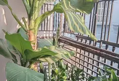 Nhà 4 tầng phố quận 10, xe hơi đỗ cửa, tiện nghi đỉnh cao... Bán nhà riêng tại Hòa Hưng, Hồ Chí Minh 12