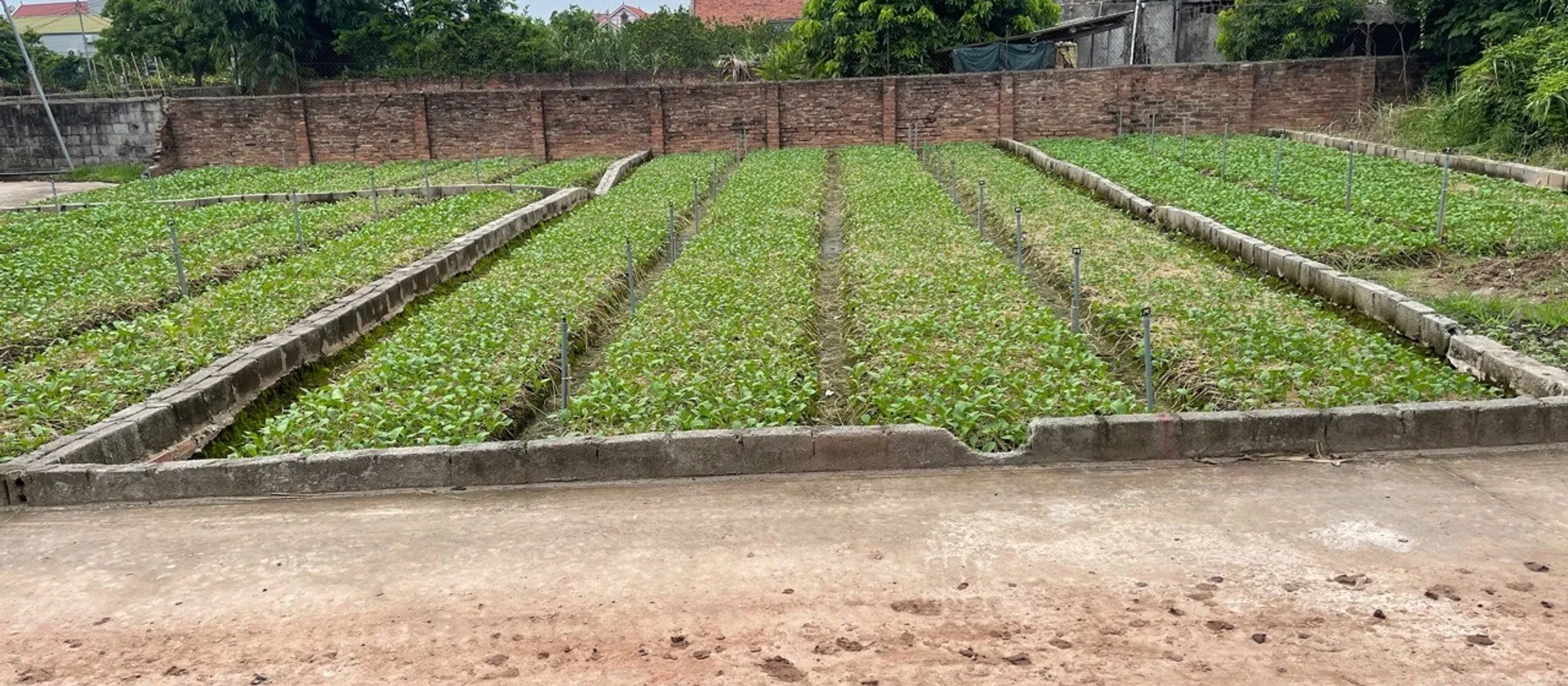 Bán đất Đông Tảo - Hoàn Long - Hưng Yên , đường thông ,2 oto tránh nhau... Bán đất tại Hoàn Long, Hưng Yên 01
