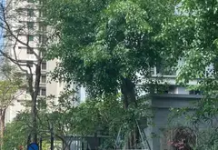 Căn hộ cao cấp gần phố Hồ Tùng Mậu giá hợp lý, thu nhập ổn định... Bán căn hộ chung cư tại Phú Diễn, Hà Nội 01