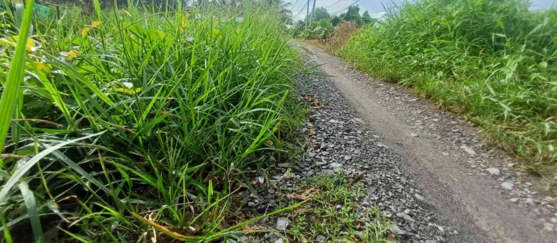 BÁN 1 CÔNG ĐẤT TRỒNG LÚA NƯỚC CÒN LẠI LUK - TRƯƠNG VĂN ĐA - ĐƯỜNG ĐÁ XANH XE BA GÁC TỚI ĐẤT... Bán đất tại Bình Lợi, Hồ Chí Minh 01