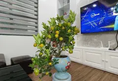 Bán căn hộ 3 phòng ngủ tại phường Xa La, căn góc tầng trung, full nội thất, giá tốt... Bán căn hộ chung cư tại Kiến Hưng, Hà Nội 09