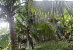 Đất Vườn Lớn Gần Bệnh Viện Nhi Đồng 3 - Cơ Hội Vàng Đầu Tư... Bán đất tại Tân Nhựt, Hồ Chí Minh 12