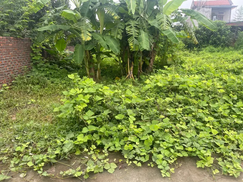 Bán đất thổ cư 126,9m2 mặt tiền 5,5m tại xã Minh Phú, huyện Thanh Sơn... Bán đất tại Kim Anh, Hà Nội 01