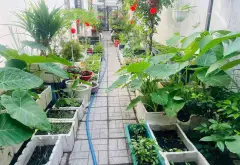 🌿 MỘT GÓC NHÀ VƯỜN YÊN BÌNH GIỮA THỚI TAM THÔN... Bán nhà riêng tại Đông Thạnh, Hồ Chí Minh 03