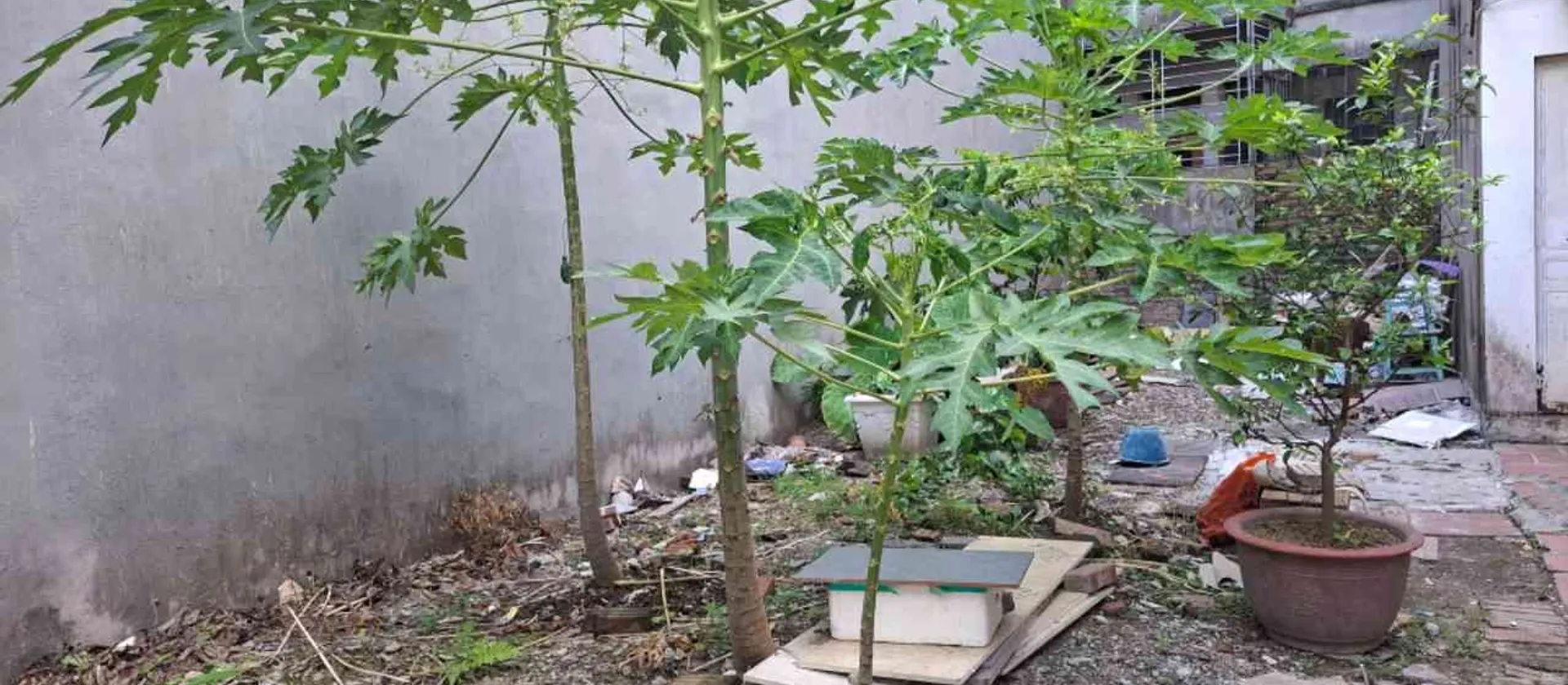 Đất vàng Bồ Đề Long Biên, lý tưởng cho nhà phố 7 tầng. Gần công viên trường học. Ô tô vào. 12.2 tỷ... Bán đất tại Bồ Đề, Hà Nội 01
