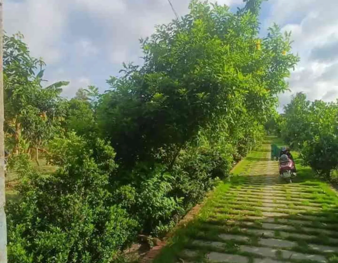 Bán đất rộng 5046m2 hướng Nam, mặt tiền 24m tại xã Vườn Thơm... Bán đất tại Bình Lợi, Hồ Chí Minh 01