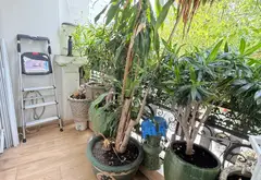 Nhà 4 tầng mặt tiền đẹp giữa trung tâm quận 10... Bán nhà mặt phố tại Hòa Hưng, Hồ Chí Minh 10
