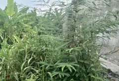 Đất nền yên tĩnh tại xã Hợp Thành, huyện Thủy Nguyên, Hải Phòng... Bán đất tại Thủy Nguyên, Hải Phòng 05