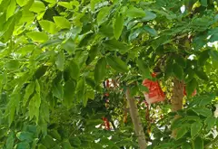 Siêu phẩm nhà mặt phố kinh doanh sầm uất quận Tân Bình... Bán nhà mặt phố tại Bảy Hiền, Hồ Chí Minh 02