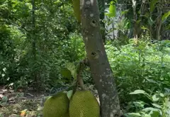 Nhà mặt phố Nguyễn Ảnh Thủ, diện tích lớn 2200m, tại Hóc Môn... Bán nhà mặt phố tại Đông Thạnh, Hồ Chí Minh 04