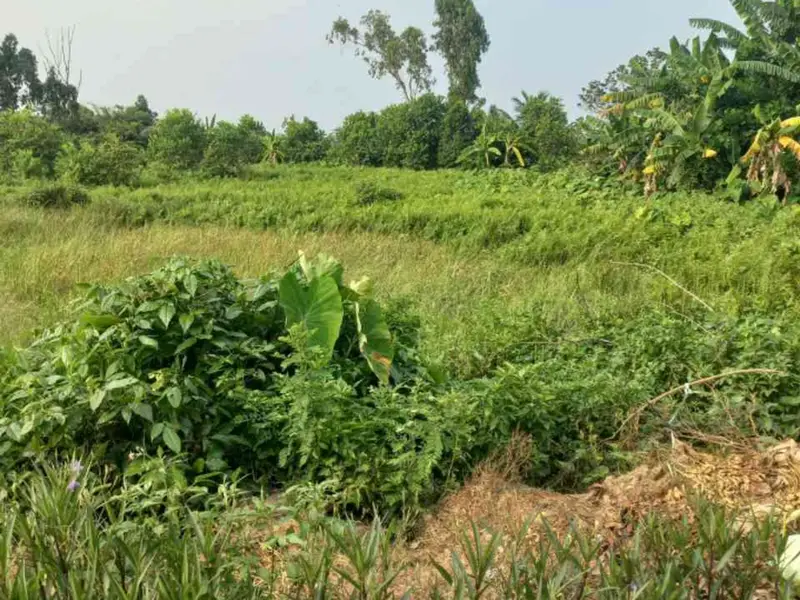 Đất Vàng An Lão - Ô Tô Qua Thoải Mái, Sống Đỉnh Cao... Bán đất tại An Lão, Hải Phòng 01