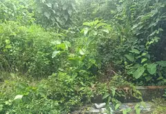 Đất nhỏ xinh Vân Nội, giá mềm dễ sở hữu... Bán đất tại Phúc Thịnh, Hà Nội 03