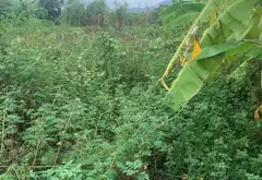 Đất nền rộng rãi tại Đặng Cương, An Dương - Lựa chọn lý tưởng để xây dựng tổ ấm... Bán đất tại An Dương, Hải Phòng 06