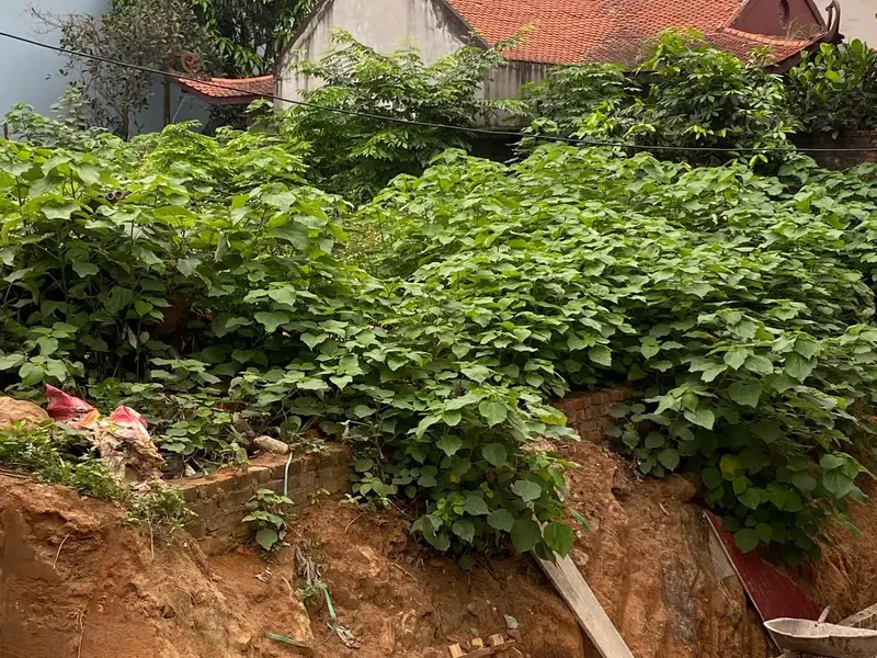 Đất Vàng Nam Sơn - Sổ Đỏ Chuẩn, Sinh Lời Hấp Dẫn... Bán đất tại Nam Sơn, Bắc Ninh 01