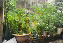 Bán đất 75m2 sát cây xăng Đại Thượng, Tiên Du, Bắc Ninh, pháp lý rõ ràng... Bán đất tại Đại Đồng, Bắc Ninh 04