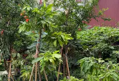 Cơ Hội Vàng Sở Hữu Đất Trung Tâm Phố Mới Quế Võ, Ô Tô Đỗ Cửa... Bán đất tại Quế Võ, Bắc Ninh 10