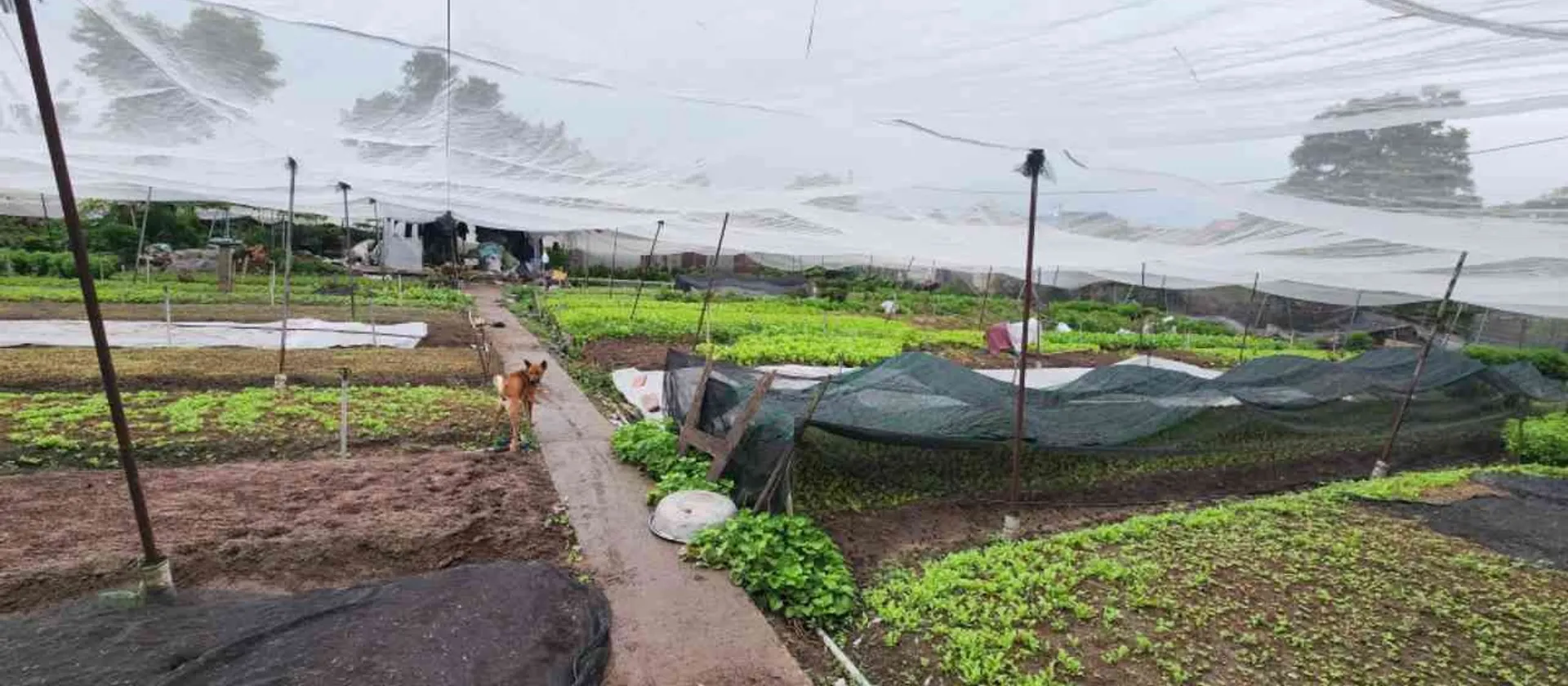 Bán nhanh lô đất rộng lớn tại Hóc Môn, vị trí vàng chỉ cách chợ 300m... Bán đất tại Đông Thạnh, Hồ Chí Minh 01
