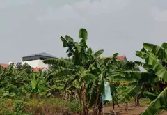Cơ hội hiếm có sở hữu lô đất thổ cư đẹp tại thôn Đan Kim, Văn Giang... Bán đất tại Văn Giang, Hưng Yên 06