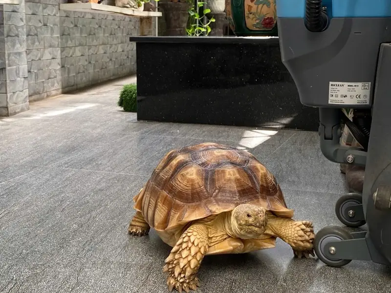 Biệt thự mini 4 tầng đa năng tại Tân Phú, Gò Dầu, giá 17 tỷ... Bán nhà riêng tại Tân Sơn Nhì, Hồ Chí Minh 01