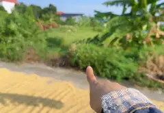 Cơ hội hiếm có sở hữu đất đấu giá rộng rãi tại Ân Thi, Hưng Yên... Bán đất tại Ân Thi, Hưng Yên 02