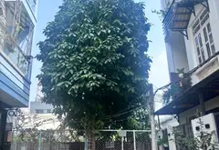 Bán nhà riêng 3 tầng hẻm xe hơi Dương Cát Lợi Nhà Bè, diện tích 51.5m² pháp lý rõ ràng... Bán nhà riêng tại Nhà Bè, Hồ Chí Minh 06