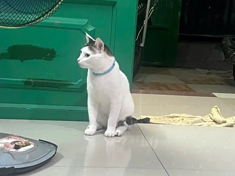 Bán nhà mặt phố 75m2, 3 tầng, mặt tiền 4.2m tại Tân Bình... Bán nhà mặt phố tại Tân Sơn Nhất, Hồ Chí Minh 01