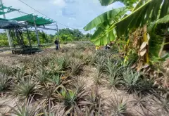 BÁN 2 CÔNG ĐẤT VƯỜN FULL THỔ ,TRƯƠNG VĂN ĐA ĐƯỜNG ĐÁ XANH XE HƠI TỚI ĐẤT... Bán đất tại Bình Lợi, Hồ Chí Minh 14
